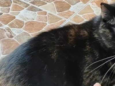猫咪为什么在被摸时会拱背？（揭开猫咪拱背的秘密，深入探究拱背的原因和意义）