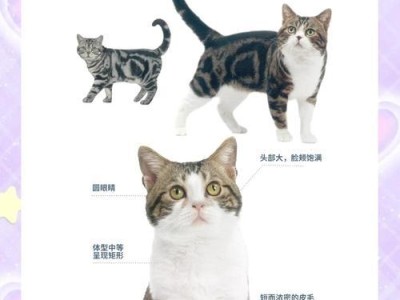 美国短毛猫（探究美短猫的优点及其迷人之处）