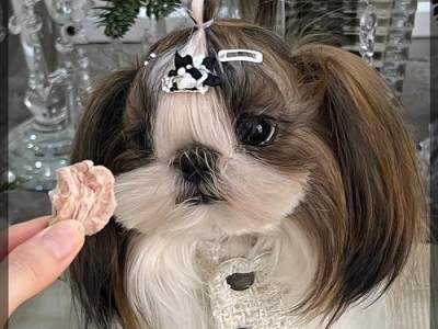最美丽的小型犬品种（探索狗界的小型美人儿们）