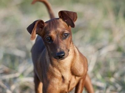 迷你杜宾犬的照顾指南（了解迷你杜宾犬如何照顾，让它健康快乐成长）