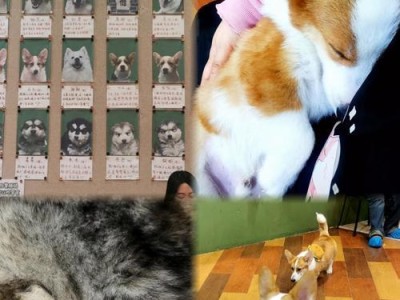 柯基犬成年需要多长时间？（探讨柯基犬成年的生长周期及关键影响因素）
