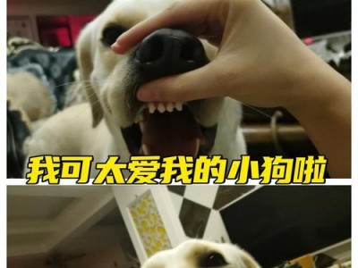 小狗眼力强大！它需要多久才能完全看见？（揭秘小狗的视力发育过程，探究它们视觉能力的成长轨迹）