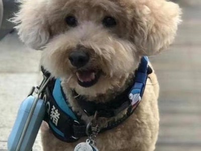 泰迪的饱腹标志是什么？（探究泰迪肚子饱满的标准和特征）