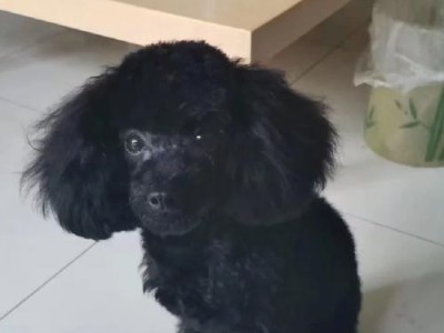 泰迪犬呜呜叫，是在喊救命吗？（泰迪犬呜呜叫的真正含义解析）