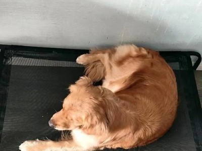 狗狗突然抽搐怎么办？治疗方法与应对策略（了解狗狗突然抽搐的原因及常见症状，为紧急情况做好准备）