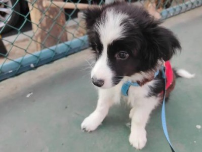 幼犬何时出门最合适
