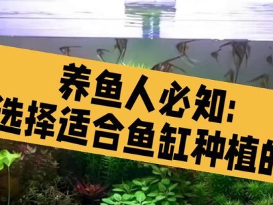 打造精美水族箱布景，打造梦幻海底世界（以水草为主的鱼缸造景，让您的水族箱更加生动多彩）