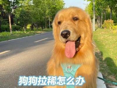 大狗拉稀，禁食多久最合适？（养狗人必读！为你的大狗拉稀问题提供解决方案！）