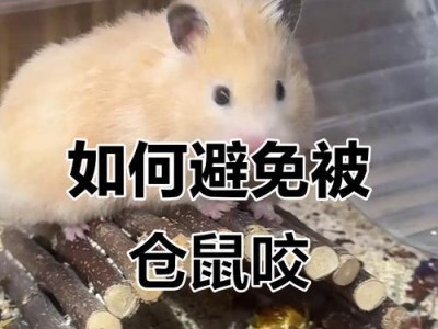 探秘仓鼠不咬人之路（了解仓鼠与人的相处之道）