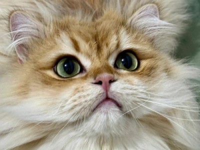 猫的月子期到底需要多久才能完全康复？（探讨猫咪产后护理的重要性与注意事项）
