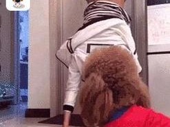 泰迪犬蹭你并不意味着它喜欢你（揭秘泰迪犬蹭人的四大原因，了解它们内心所思）