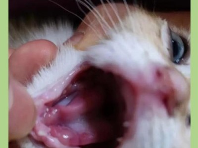 猫咪肺炎的自我诊治能否行得通？（如何判断猫咪是否患有肺炎及自我诊治的注意事项）
