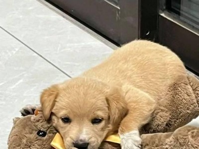 土狗的寿命之谜（探寻土狗寿命长的原因及给人以长寿感觉的因素）