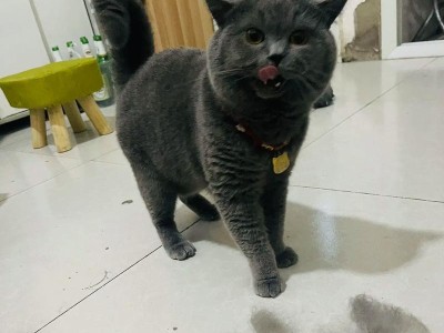 拥有少掉毛的猫咪（探索少掉毛的猫种和照顾技巧，为过敏人士提供清洁室内环境）