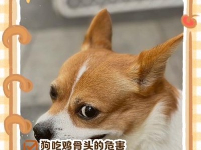 小狗何时可以开始啃骨头？（骨头是小狗的美味，但适龄是关键）