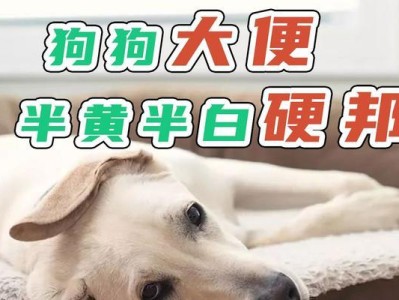 狗的排便习惯解析（揭秘狗狗的排便时间和便便特征）