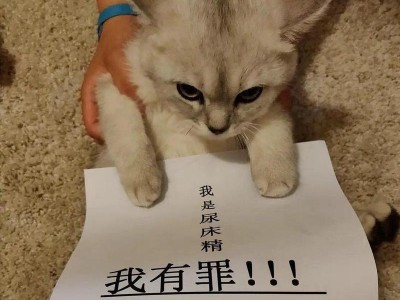 猫咪的道歉行为（揭秘猫咪道歉的六个行为，每一种都充满了爱与机智）
