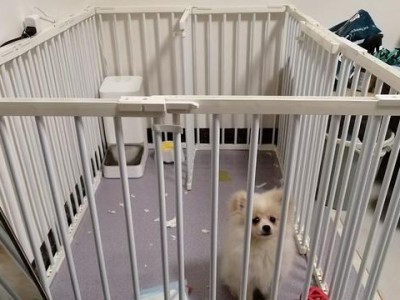 以撕家的狗的特点及处理方法（了解以撕家的狗的行为模式，合理管理）