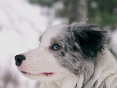 边境牧羊犬——历史与特点（一犬千里，边界的守护者）