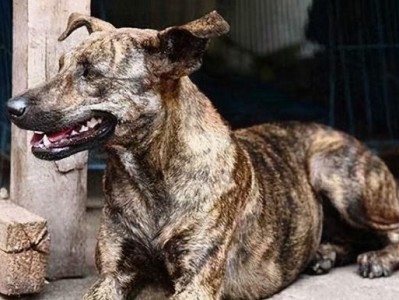探秘国内三种细犬格力犬的实力强度（挑战细犬格力犬最强者，谁将脱颖而出？）