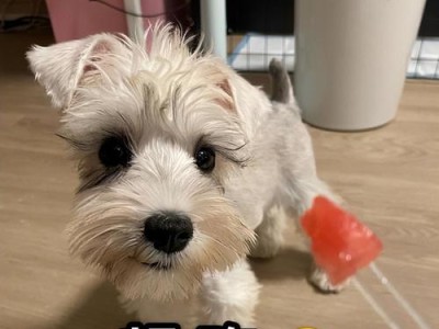 雪纳瑞成犬的合理狗粮摄入量（了解雪纳瑞的喂养标准及营养需求）