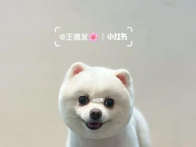 领养博美犬“俊介”，给你带来无尽的欢乐与陪伴（俊介，一只聪明活泼的博美犬）