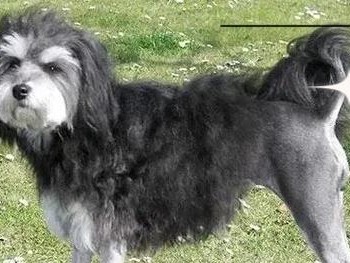 认识名贵犬种（探索世界各地名贵犬种的奢华与挑战）
