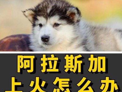 狗狗吃消炎药后多久可以恢复正常饮食？（以狗粮为主食，让狗狗更健康快乐）