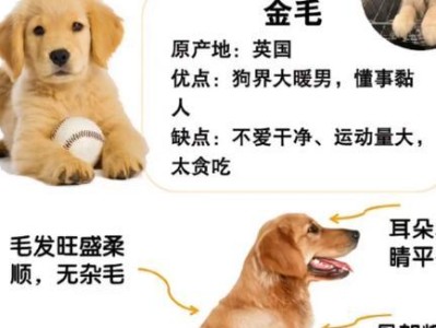 金毛幼犬的日常饲养时间表（合理安排金毛幼犬的饮食时间，让它健康快乐成长）