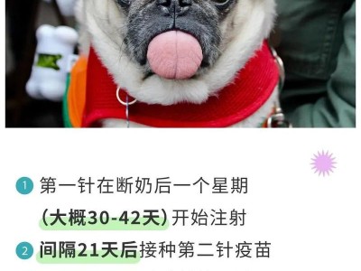 狗狗的疫苗接种频率与注意事项（狗狗疫苗接种时间表及重要性）