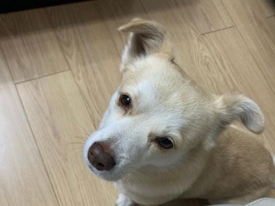 狗为何见我就跑？（探寻狗对陌生人的逃避行为）