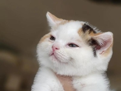 英短三花色猫——迷人多彩的宠物之选（探索英短三花色猫的独特魅力与特征）