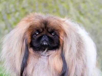 京巴犬的优点与缺点（深入了解京巴犬的特点和限制）
