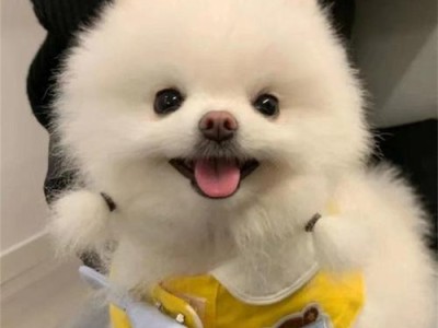 中小型宠物犬的价格及选择（了解狗狗市场价格，找到你心仪的宠物伙伴）