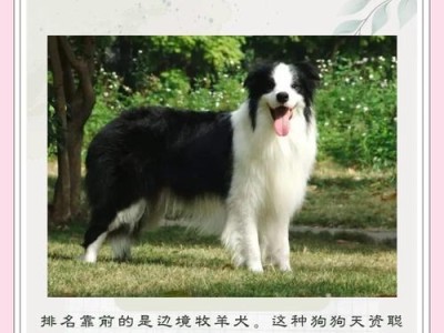 盘点七种狗狗寿命榜（揭示不同狗狗寿命的奥秘，探究与狗狗健康有关的关键因素）