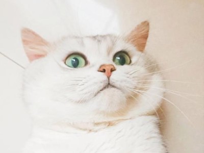 如何给小猫猫取一个好听的名字？（以小猫猫取什么名字好听的关键点有哪些？）