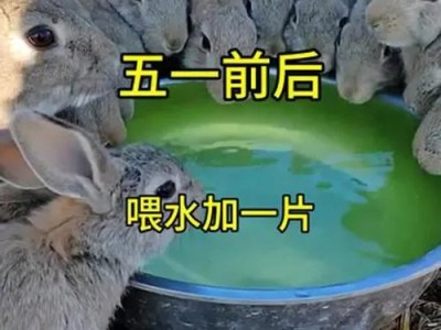 冬季养兔的注意事项（了解兔子对寒冷的适应能力，做好保温措施）