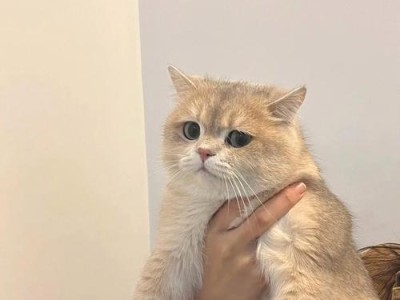 猫咪的撸撸矛盾（解读猫咪的亲密需求与界限）