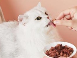 几个月大小猫适合吃生肉的原因（为什么生肉对猫咪有益？）