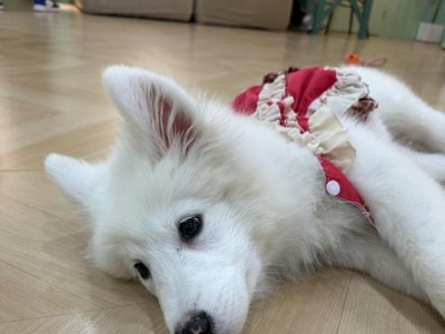 博美犬天生易患这6种疾病，养前要知道以免发生意外（小狗热潮下，了解博美犬的健康隐患）