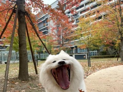 萨摩耶的科学合理健康饮食方法（了解5个月大萨摩耶的饮食需求和合理摄入量）