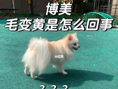 影响博美犬价格的原因及如何照顾新到家的狗狗（博美犬价格波动原因分析及新狗狗的初期照顾指南）