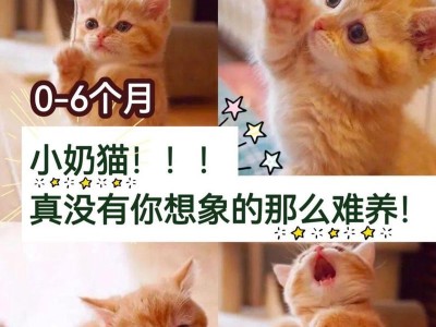 如何正确喂养和训练两个月大的小奶猫（新手必看！为宠物提供健康快乐的成长环境）