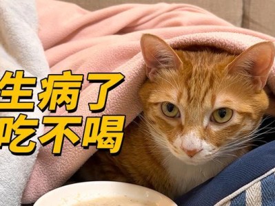 猫咪吃饭问题解析（为什么猫咪吃的很快就会吐？如何预防？）