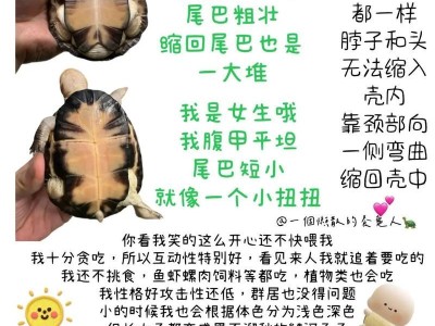 治疗乌龟肺炎侧浮，让你成为养龟专家（掌握关键诀窍，给乌龟健康呼吸）