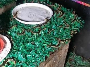 蜈蚣养殖关键技术与饲养方法（掌握养殖蜈蚣的关键技术，享受其独特魅力）