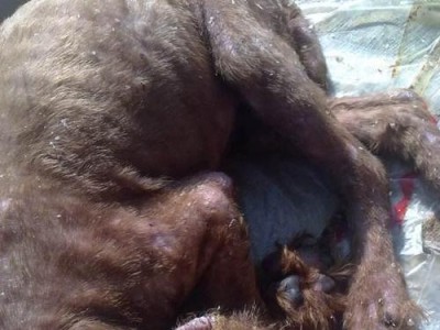 探究泰迪犬皮肤病反复发作的原因（揭示泰迪犬皮肤问题的困扰及解决方法）