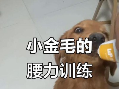 金毛训练的最佳时间是什么时候？（探索金毛训练的最佳时间段，助您更好地培养宠物）