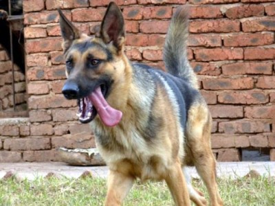 昆明犬（品质卓越的宠物犬，多才多艺的伙伴）