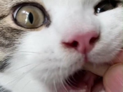 猫咬手的原因及解决方法（探寻猫咬手的根源和如何改变它）